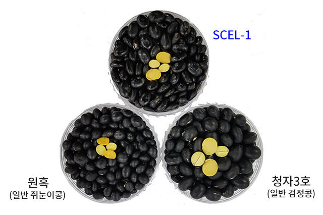 SCEL-1 이미지